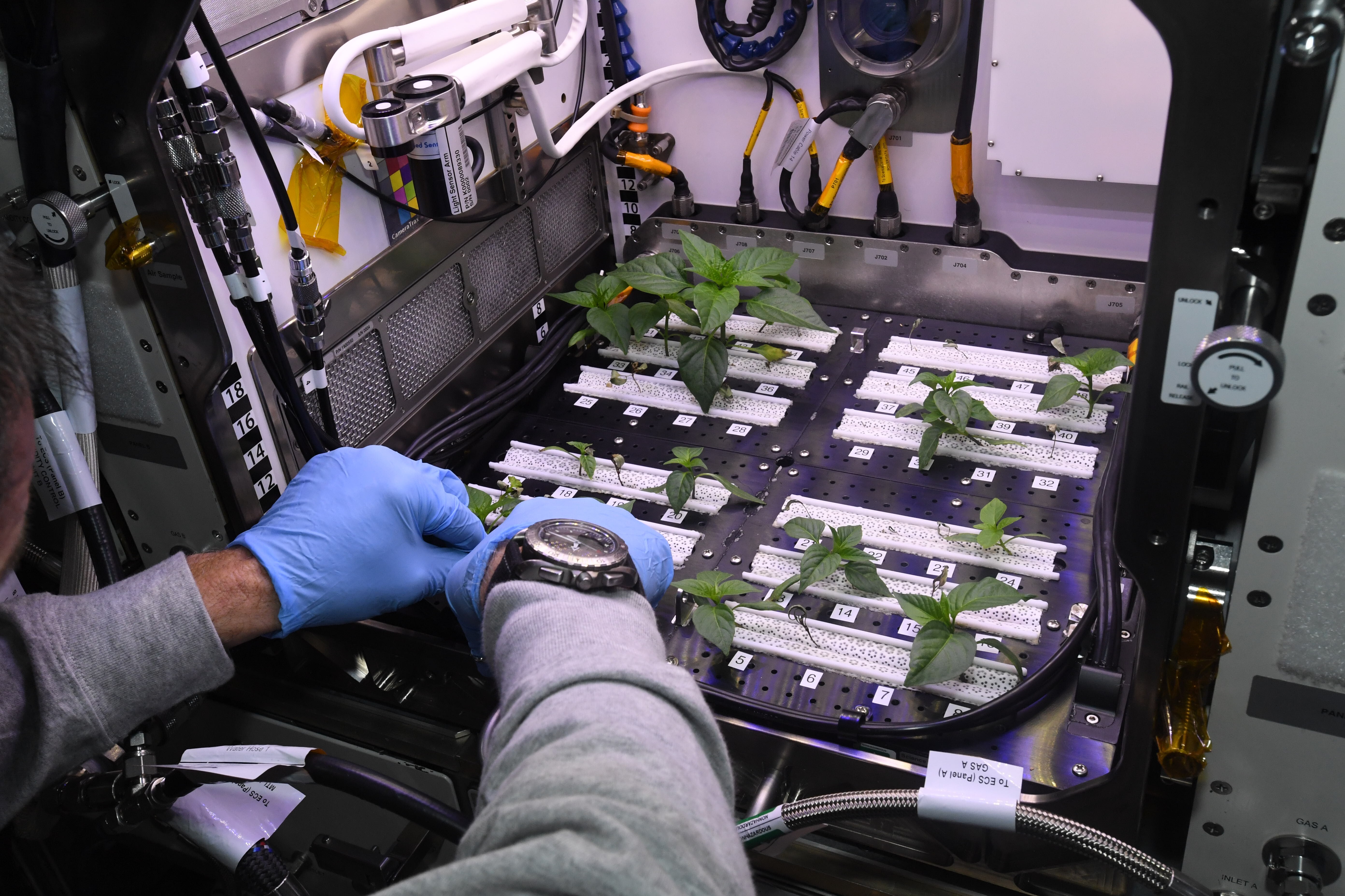 Research on plant growth in space.