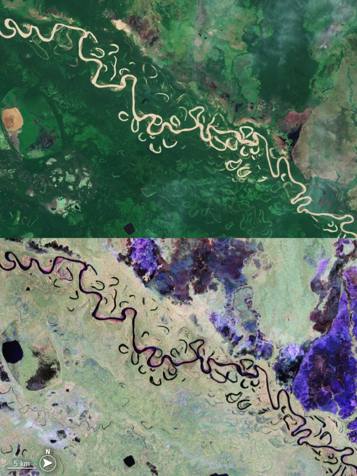 Bilde av skog og elveleie i det samme området av Bolivia sett med det optiske kameraet til Sentinel-2 (øverst) og radaren til Biomass.