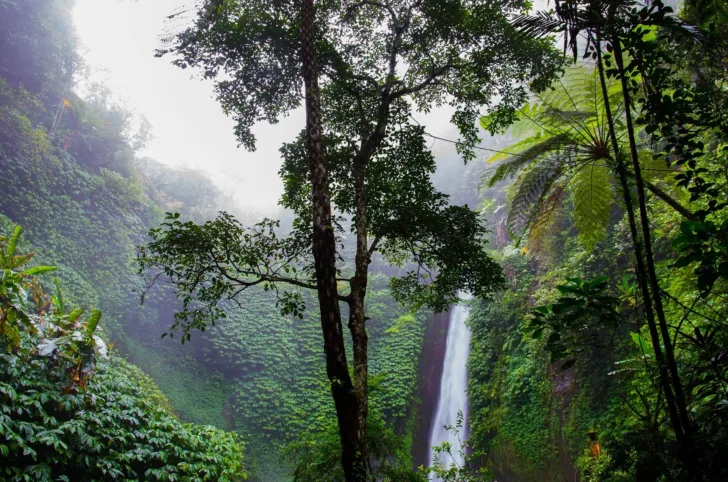 Monitoring rain forest use is one of the ways space can help with climate, sustainability and development.
