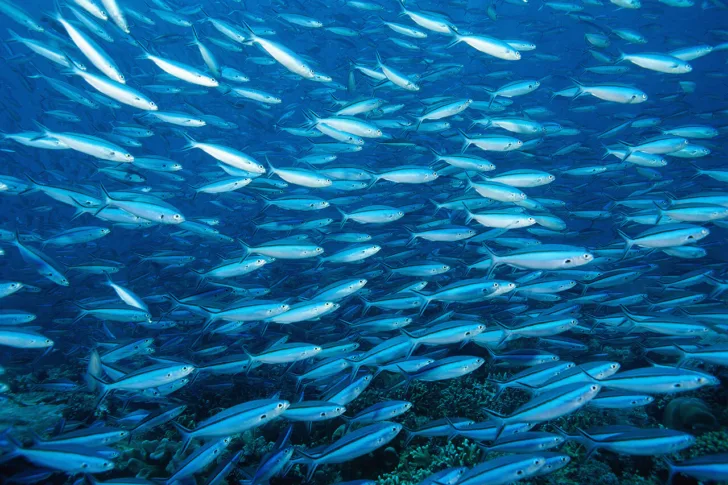 Blue Justice aims to curb fisheries crime.