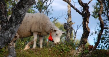Sauene på beite blir enklere å spore.