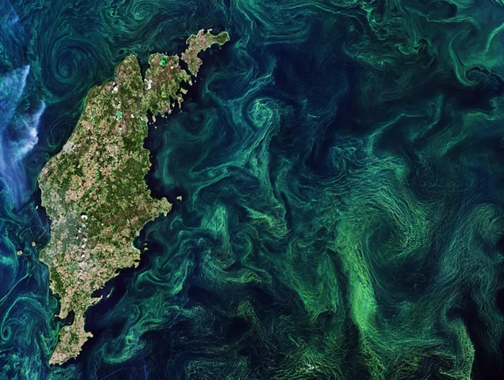 Plankton ved Gotland i Østersjøen sett av Sentinel-3 i juli 2019.