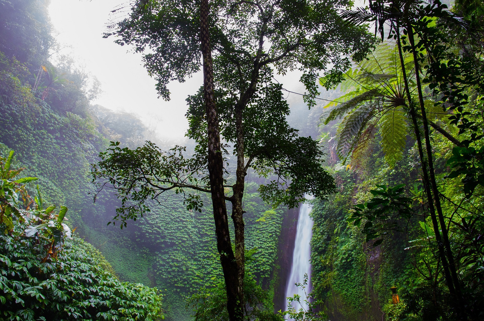 Monitoring rain forest use is one of the ways space can help with climate, sustainability and development.