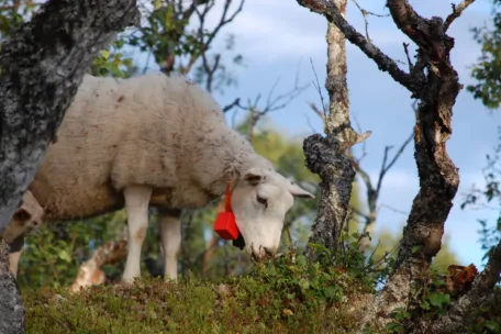 Elektronisk bjelle som bruker satellittdata