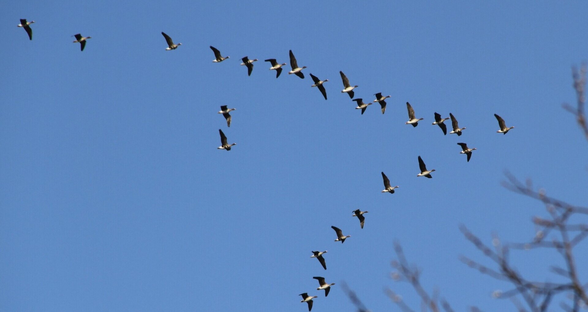 Swarm viser hvordan dyr, som disse tundragjessene, navigerer etter jordas magnetfelt.