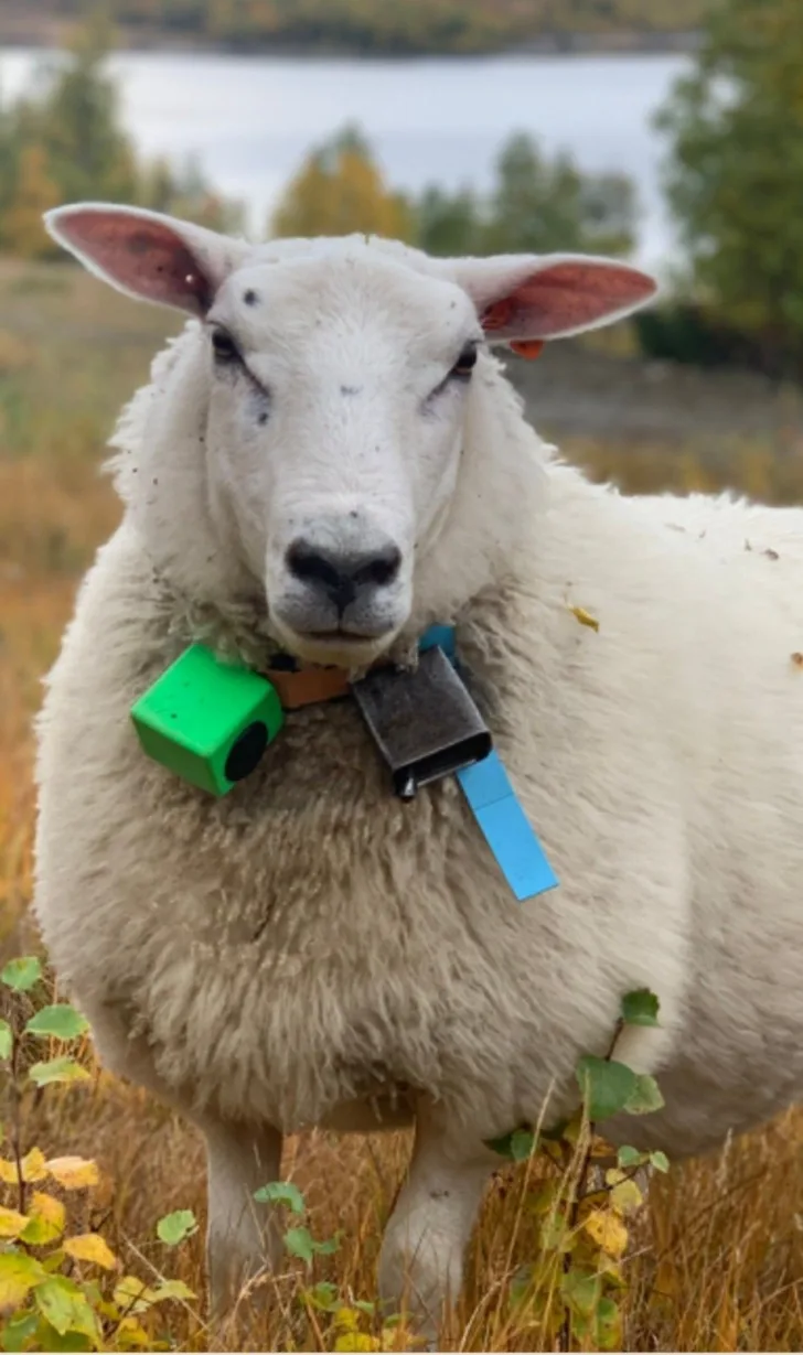 De elektroniske bjellene til FindMy er små, tåler mye og kan vare i ti år.