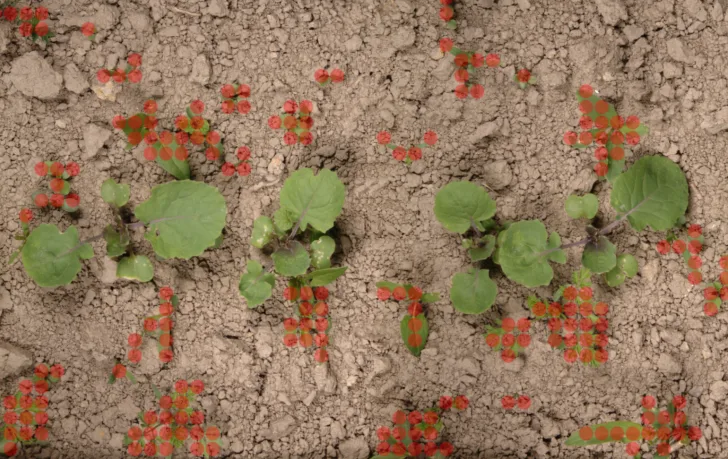 Landbruksroboten AX1 ser forskjell på ugress som skal sprøytast og nytteplanter vha kunstig intelligens.