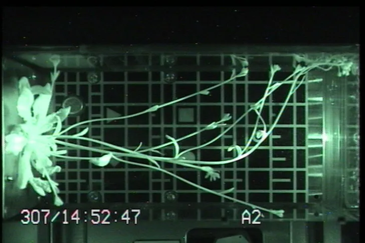 Vårskrinneblom vokser på romstasjonen i 2007 for å undersøke effekten av ulikt lys og tyngdekraft på plantevekst. Det spesialbygde vekstkammeret er utviklet i Norge.